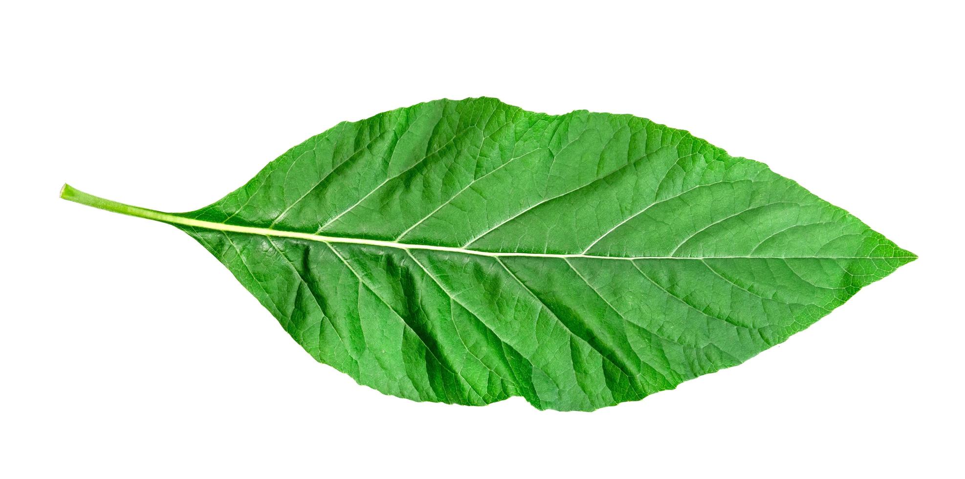 Gymnanthemum extensum foliage ,green leaves pattern of tropical leaf plant isolated on white background photo