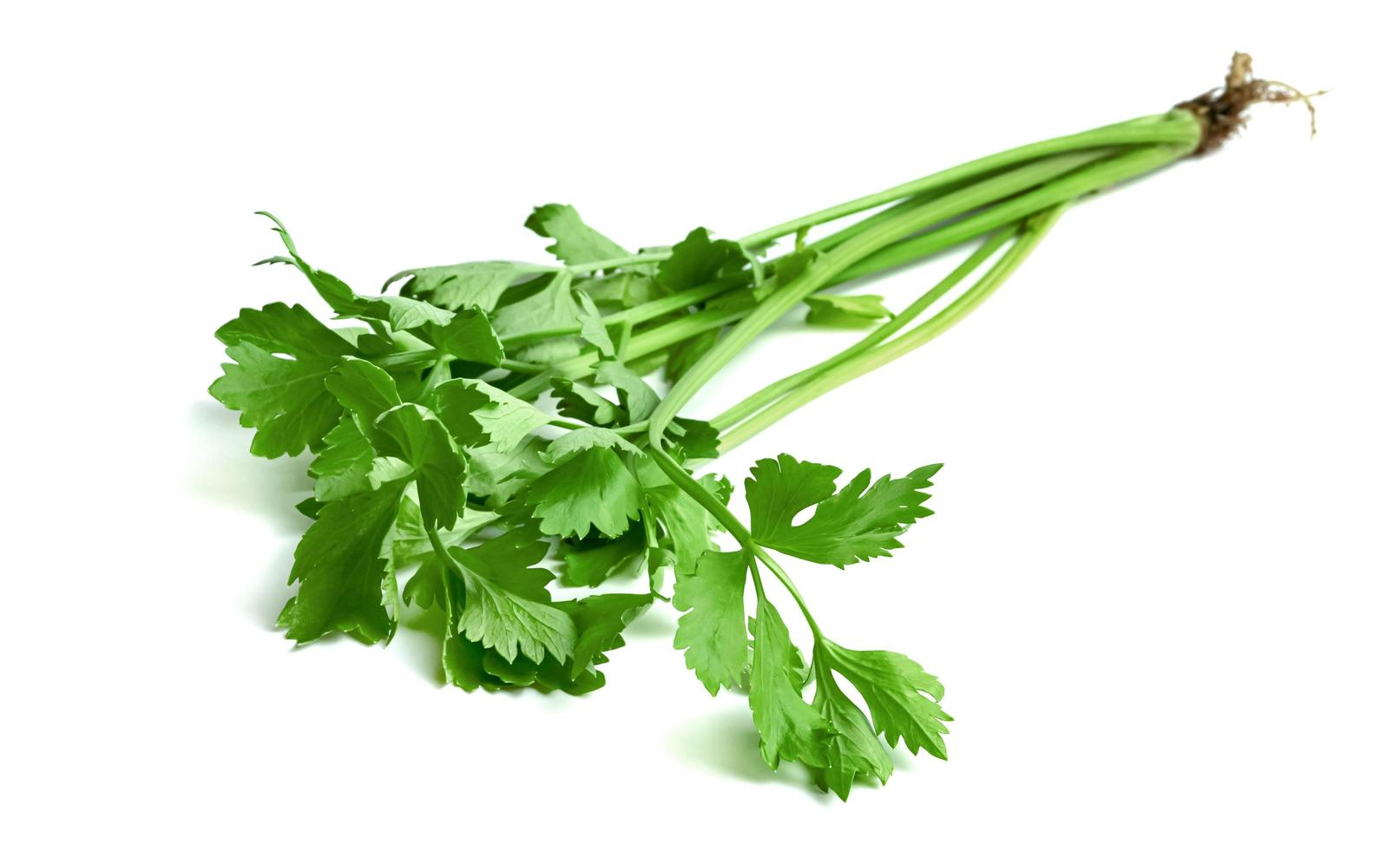 leaf of celery isolated on white background ,Green leaves pattern photo