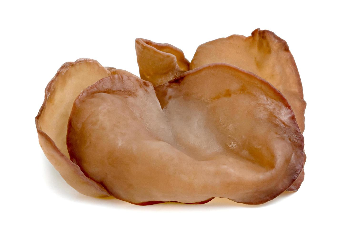 ear mushroom or Jew's ear isolated on white background photo