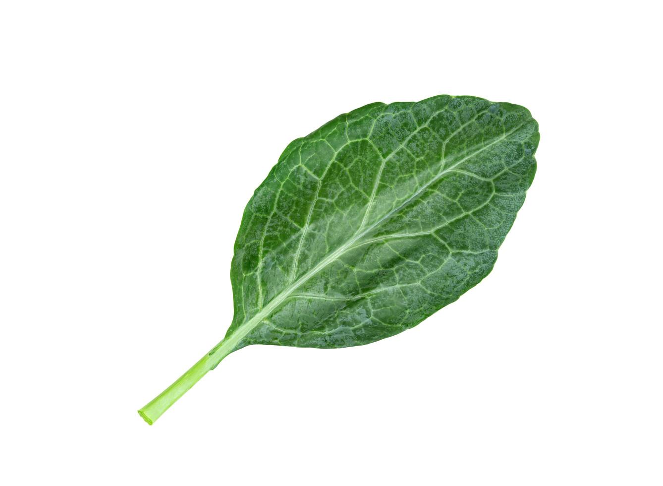 Chinese kale isolated on white background ,Green leaves of collards pattern photo