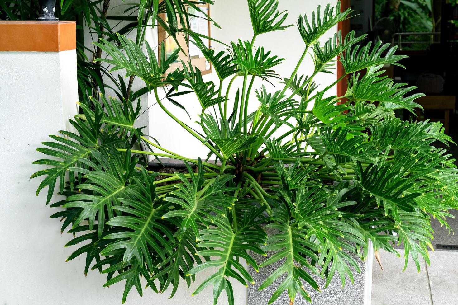 patrón de hojas verdes, hoja philodendron xanadu en el jardín foto
