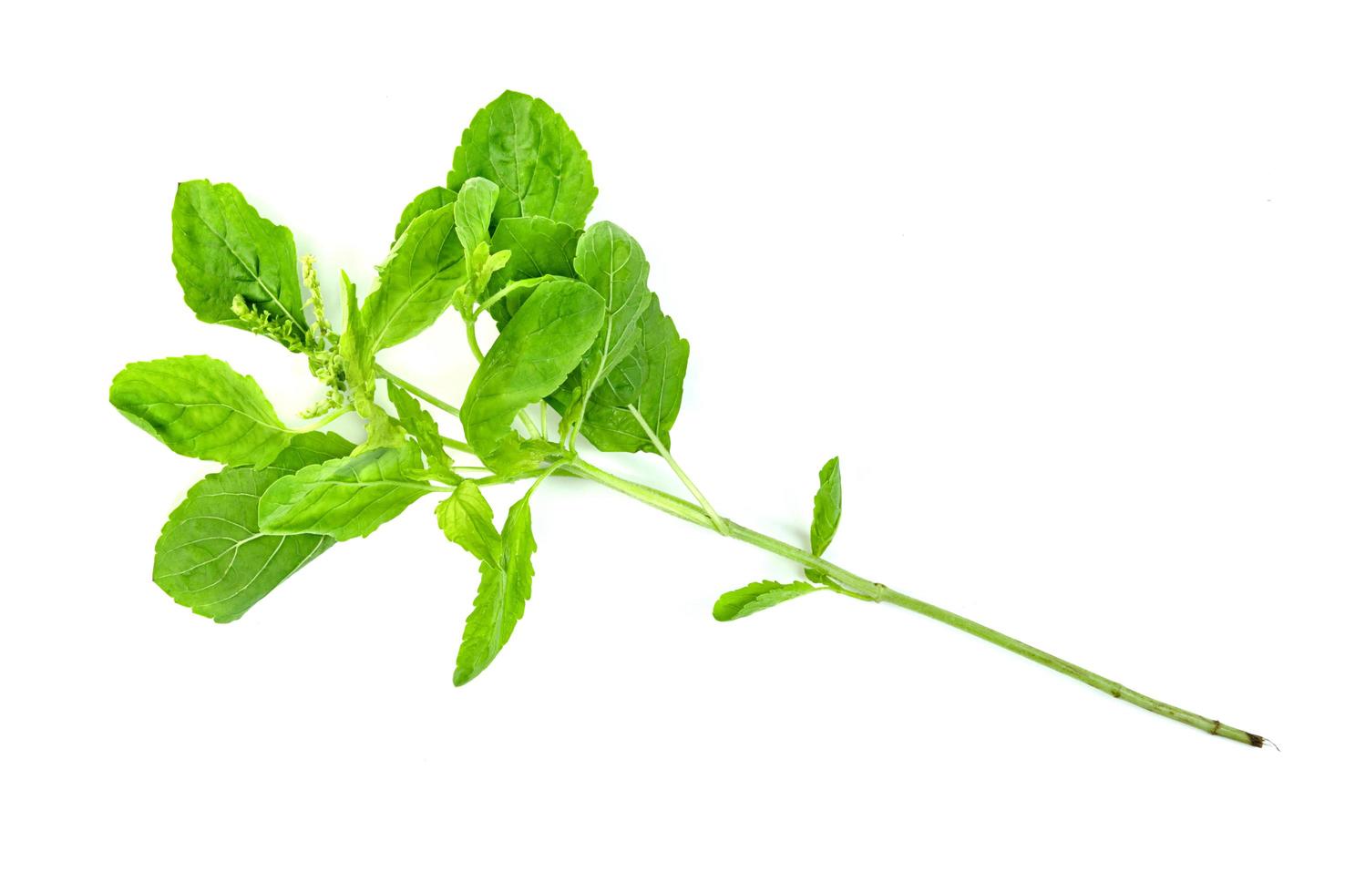 Holy Basil leaf or thai basil or Ocimum sanctum isolated on white background ,Green leaves pattern photo