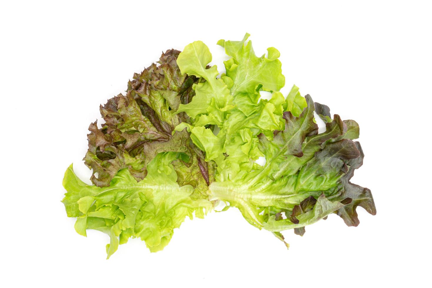 hydroponic vegetable leaf on white background  ,Green leaves pattern photo