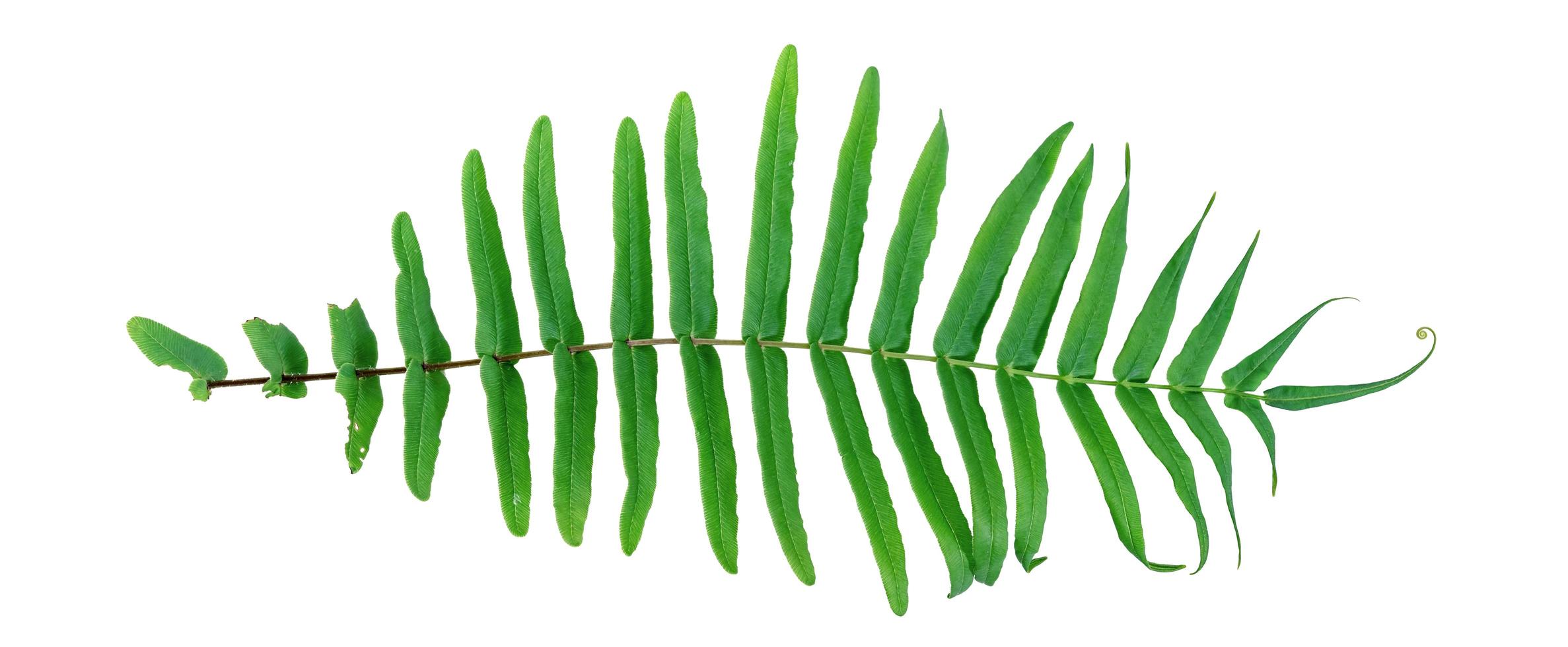 Green leaves pattern ,leaf fern isolated on white background  ,top view photo