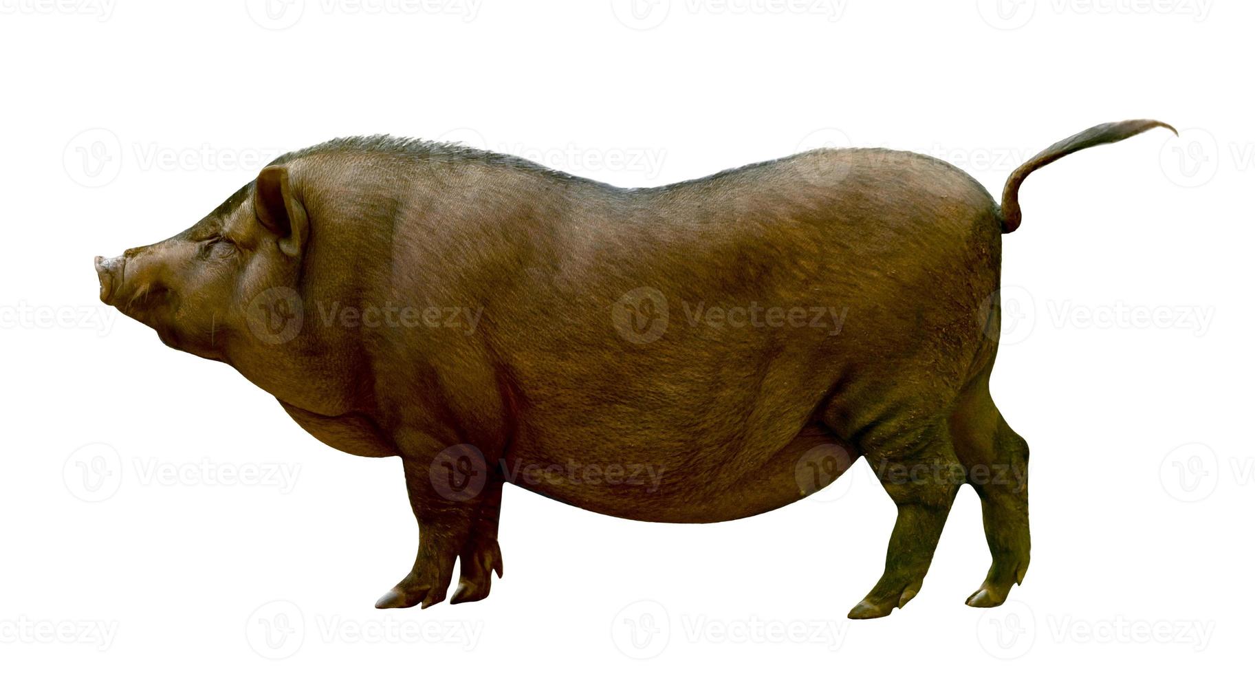 Brown pig isolated on white background photo