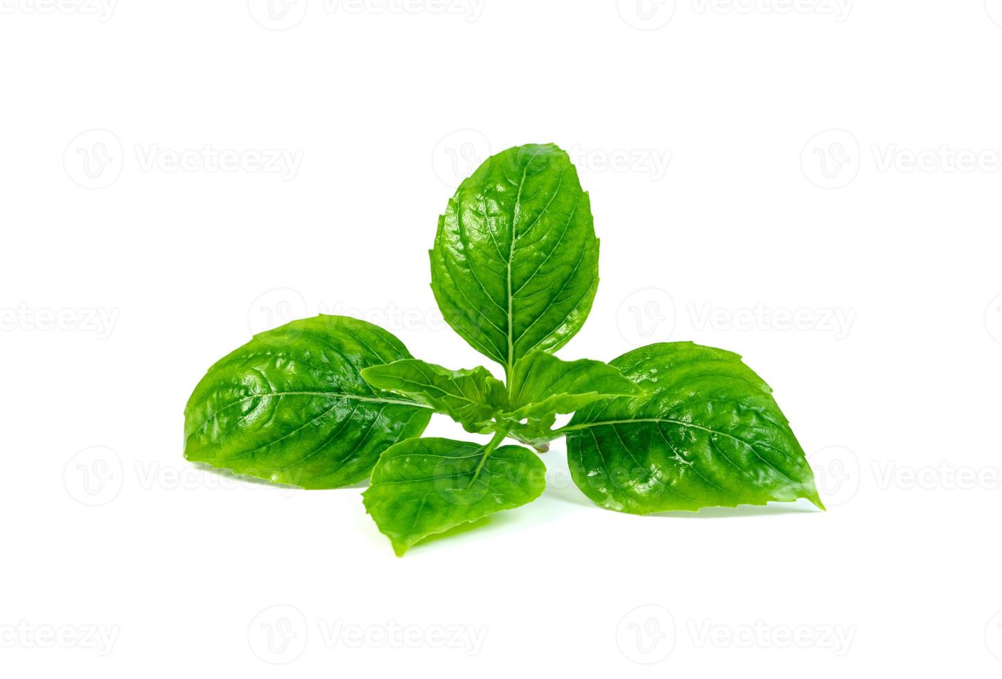 leaf  fresh basil isolated on white background ,Green leaves pattern photo