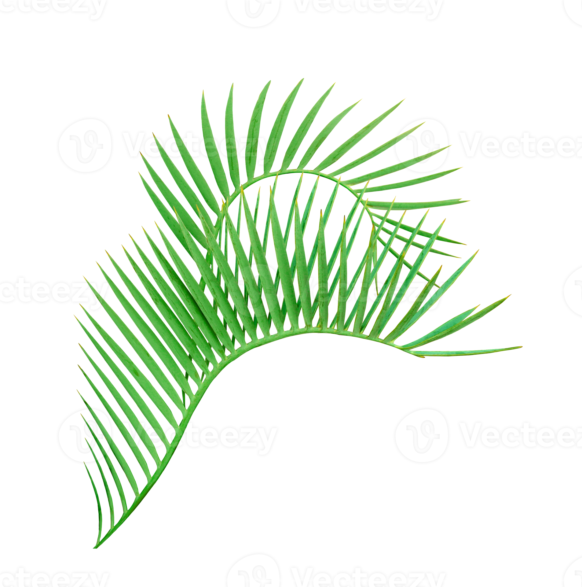 gr??ne SagoCycadPalme auf transparentem Hintergrund pngDatei 10124420 PNG