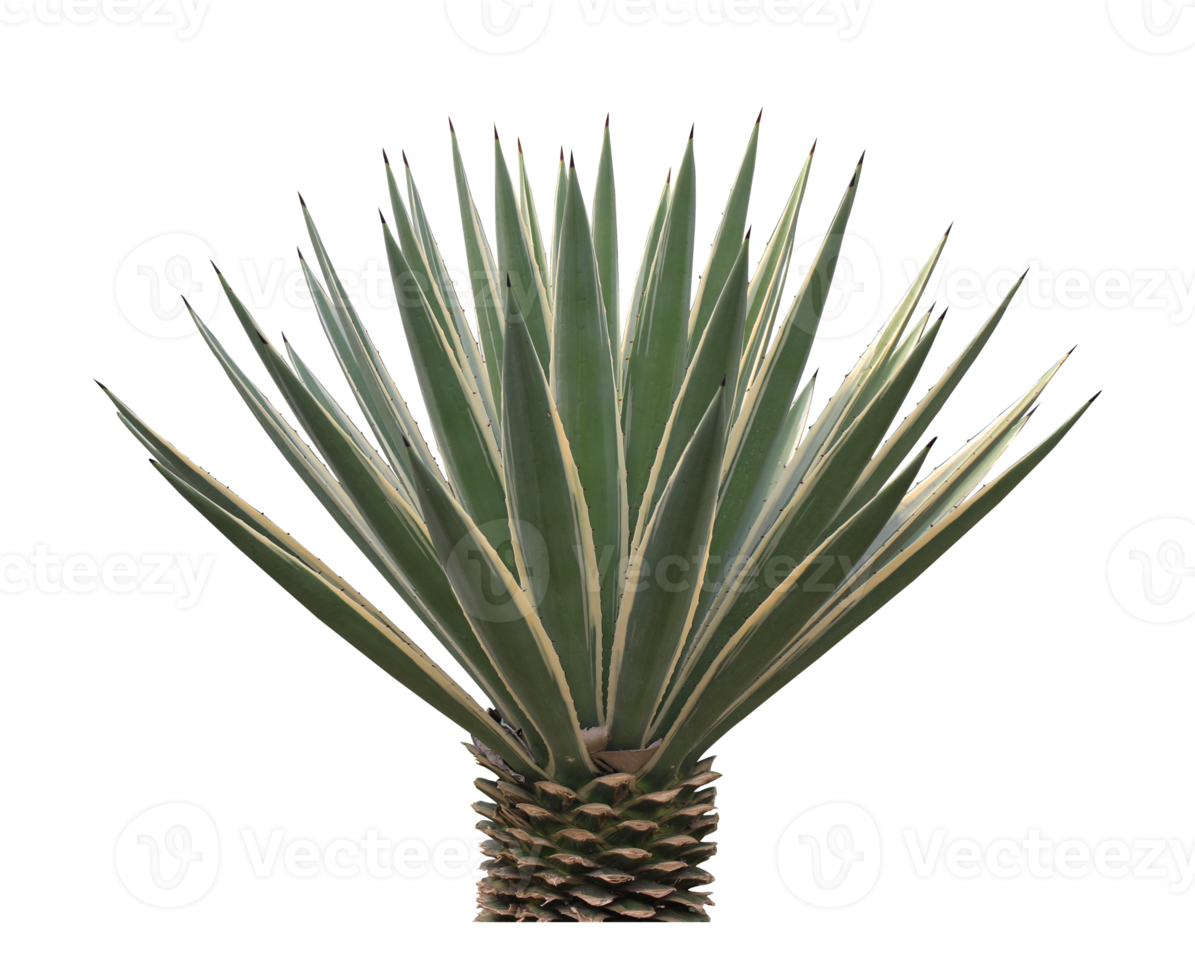 green sago cycad palm on transparent background png file