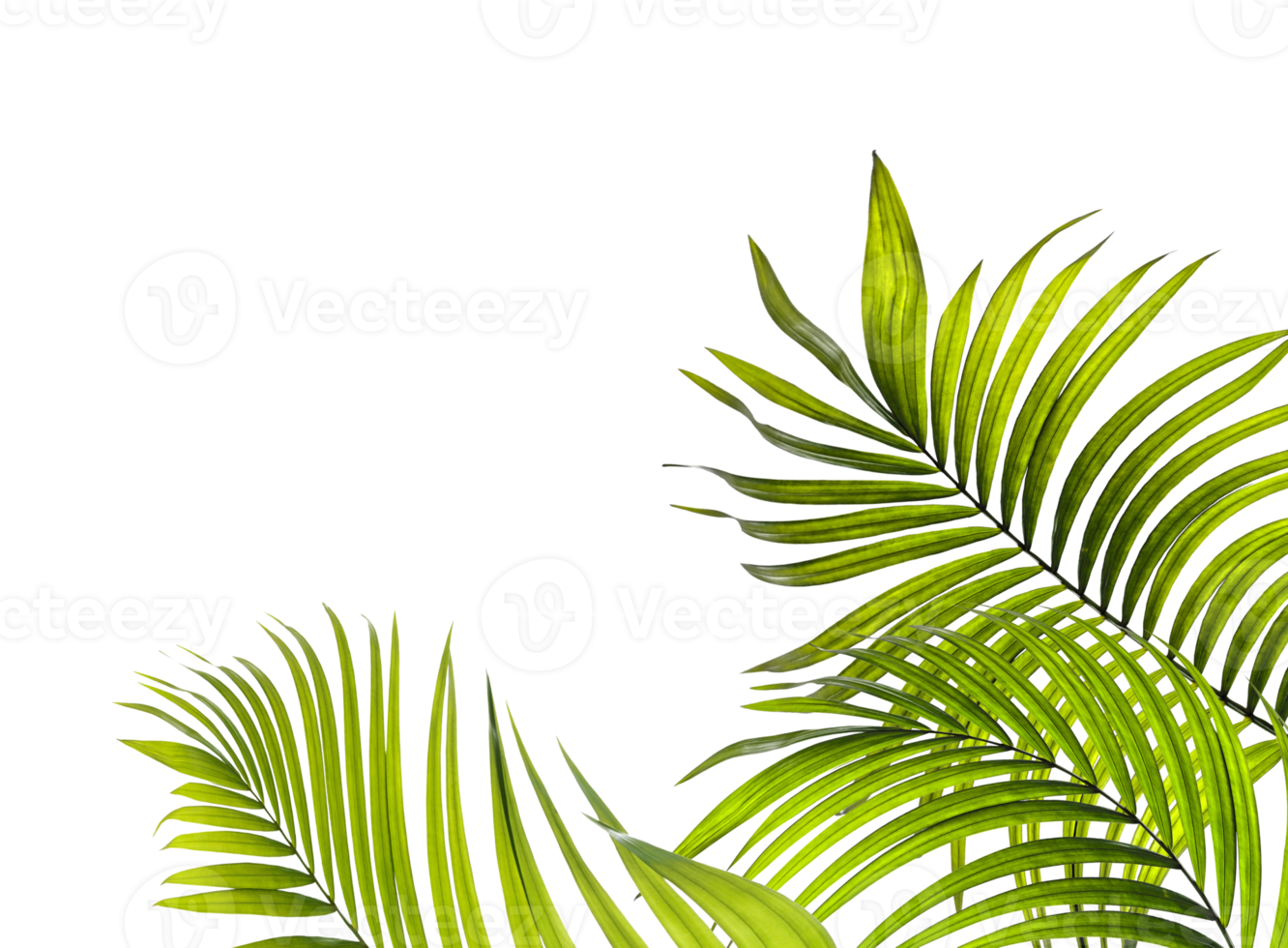 Thích khung cảnh nhiệt đới, bạn sẽ thích hình ảnh Green Leaf Palm Tree PNG với chi tiết lá cây xanh tươi, tạo cảm giác mát mẻ, sảng khoái.