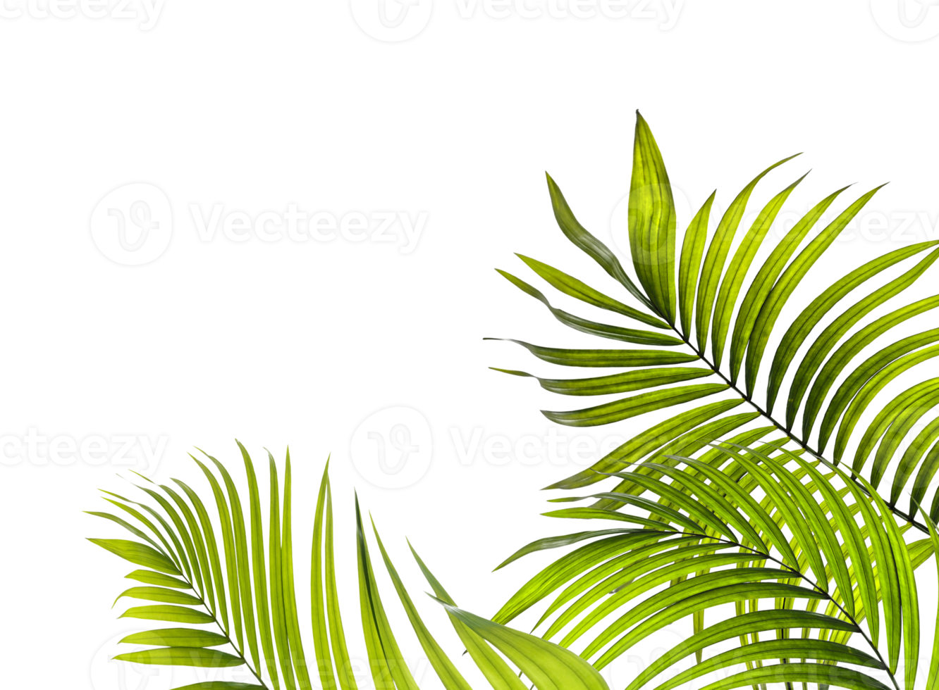 green leaf of palm tree on transparent background png file