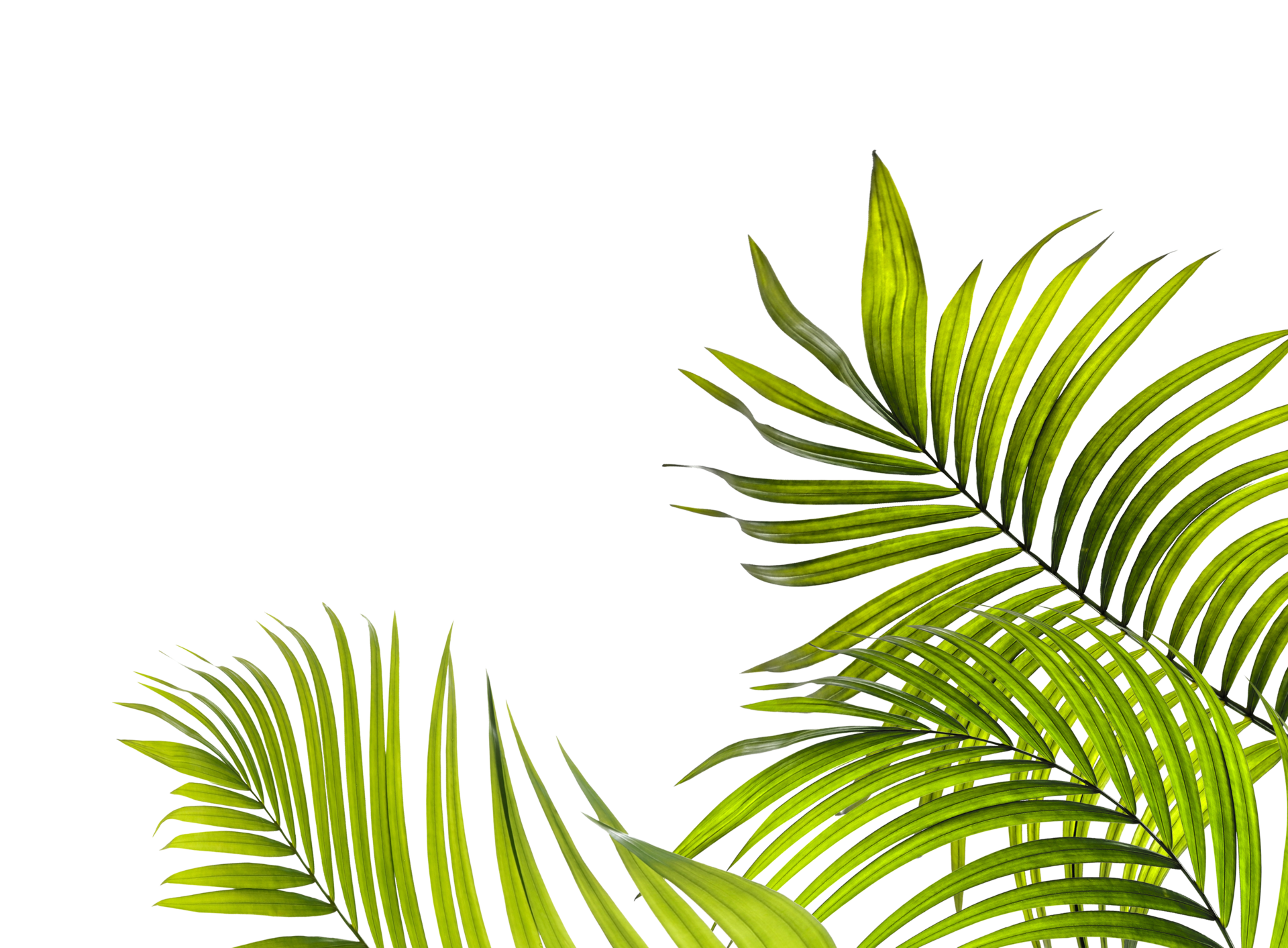 Tận hưởng vẻ đẹp thiên nhiên với tập tin PNG lá xanh của cây cọ trên nền trong suốt miễn phí để tải về. Bạn có thể sử dụng chúng cho bất kỳ dự án thiết kế nào của mình và để mang lại một niềm vui mới cho bộ sưu tập hình ảnh của bạn.