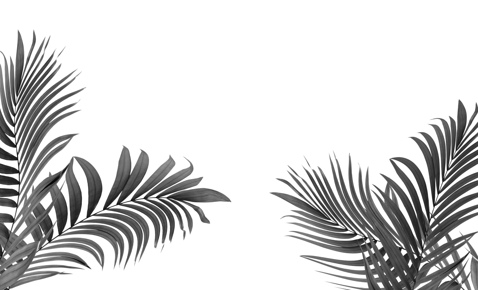 black leaves of palm tree on transparent background png file 10124430 PNG