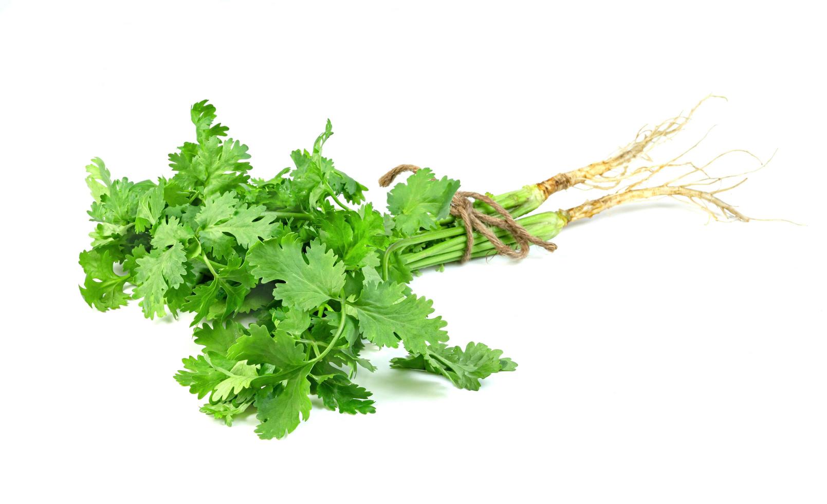 leaf Coriander or Cilantro isolated on white background ,Green leaves pattern photo