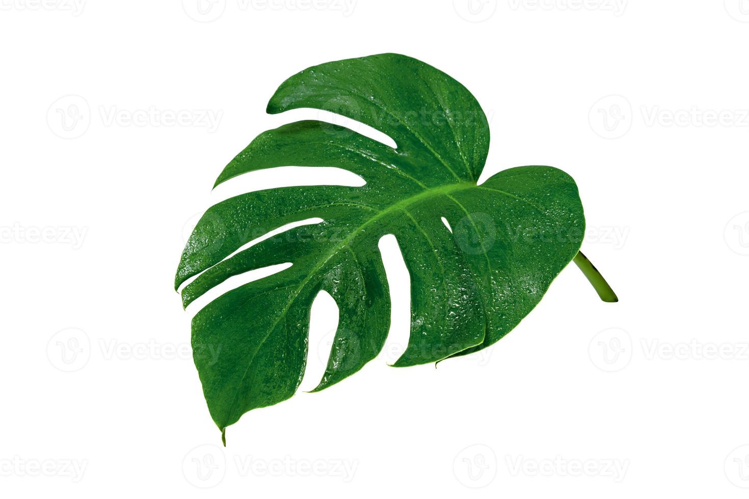 Green leaves pattern,leaf monstera with water drop isolated on white background photo