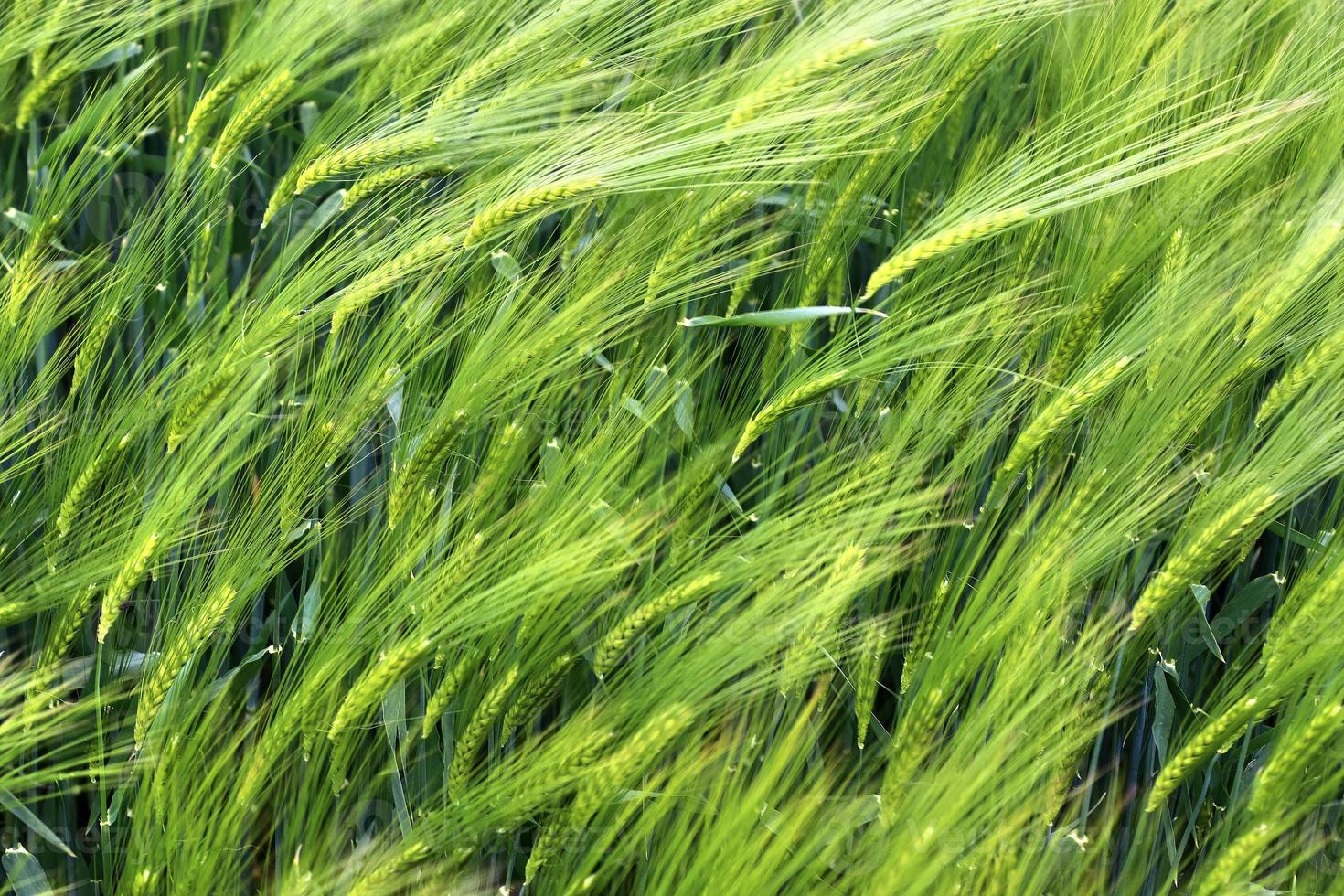 Beautiful and detailed close up view on crop and wheat field textures in northern europe. photo