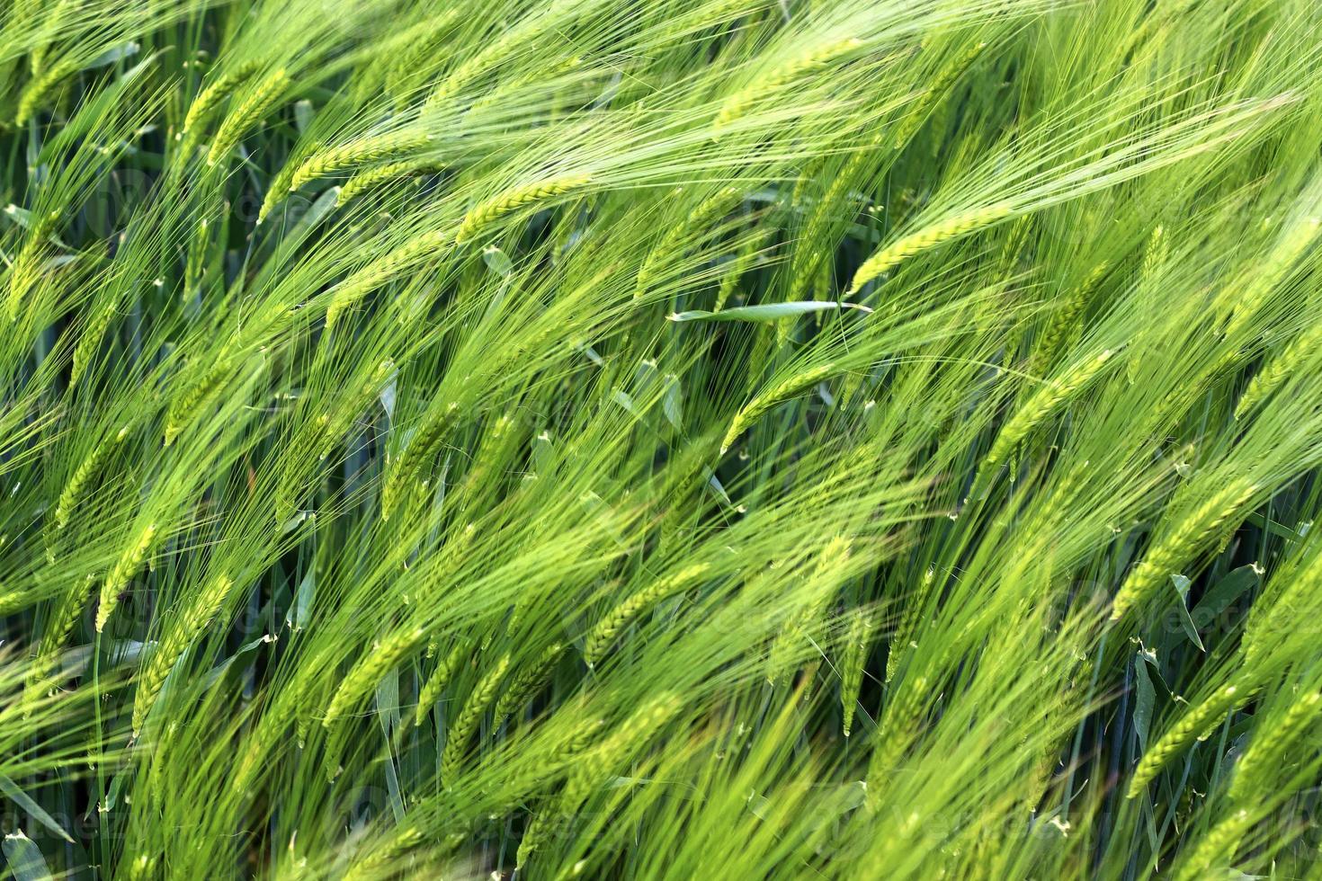 hermosa y detallada vista de primer plano sobre las texturas de cultivos y campos de trigo en el norte de europa. foto