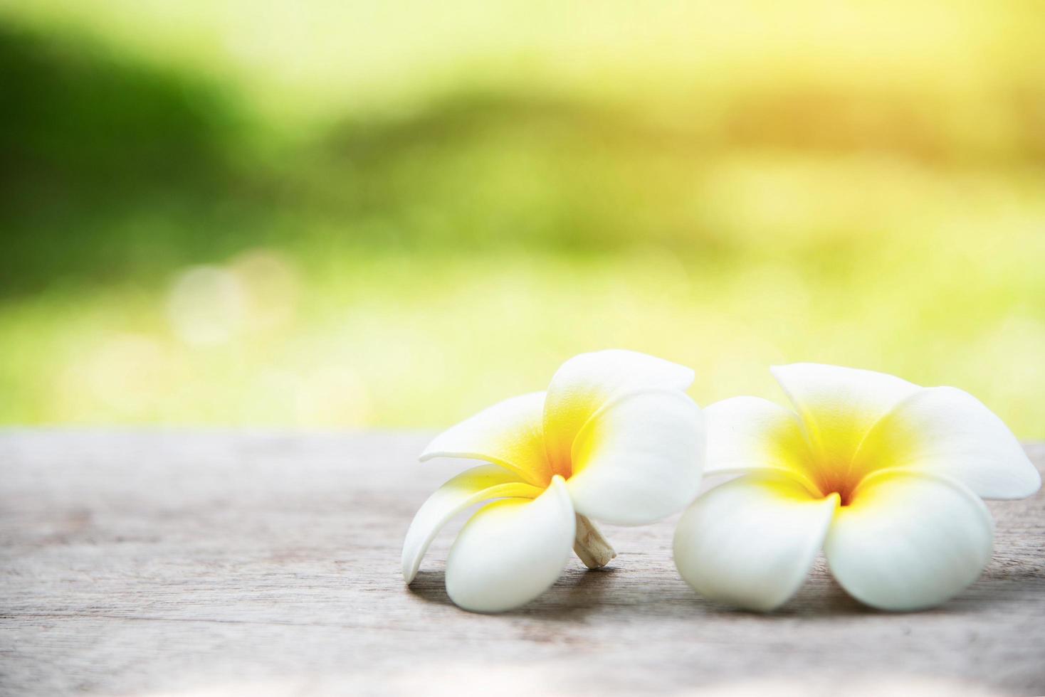 Warm yellow plumeria flower in green garden background - flower in nature background concept photo