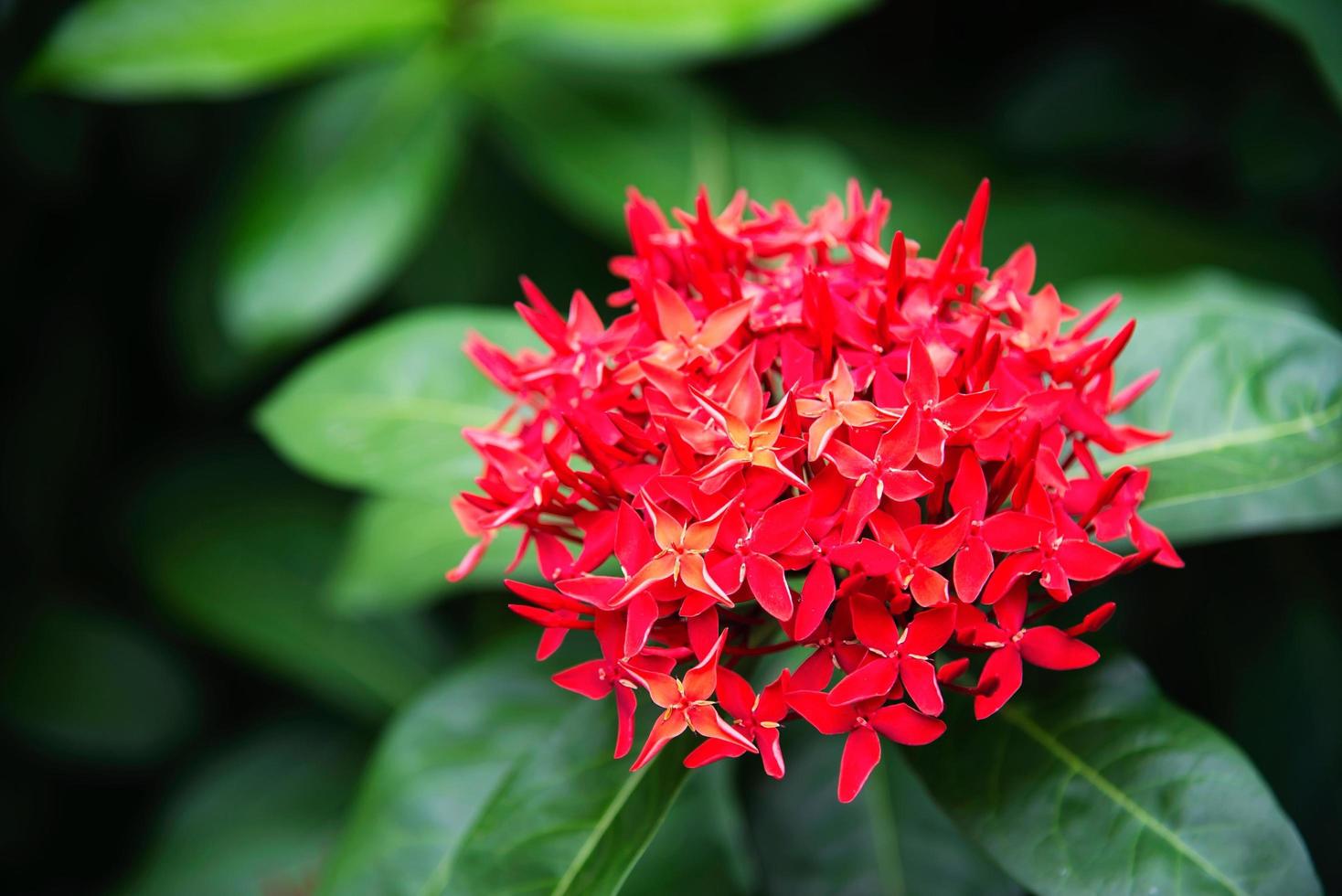 Fresh red flower called ixora with its green leave - beautiful red flower for background use photo