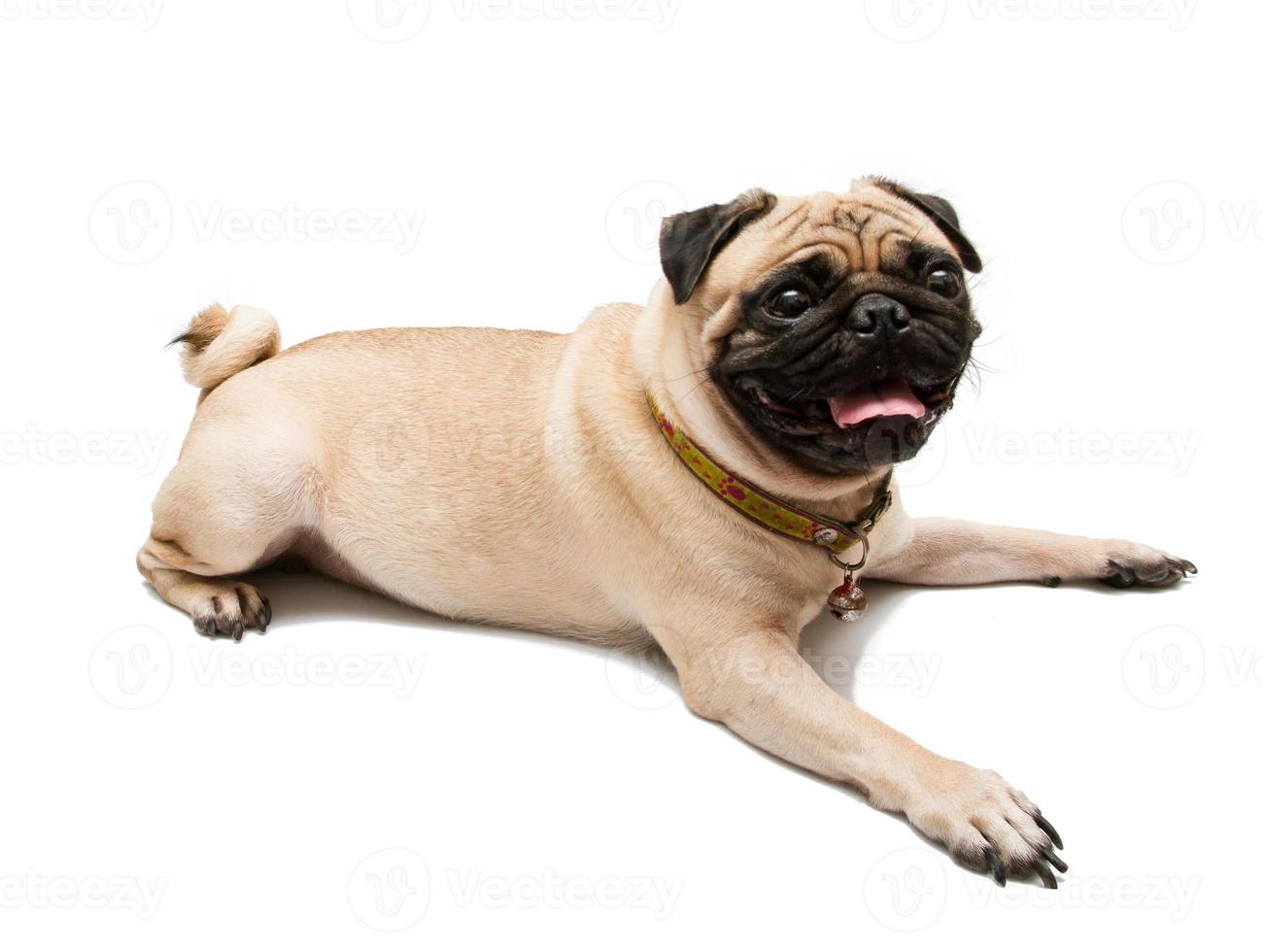 A Pug Dog on white background. photo