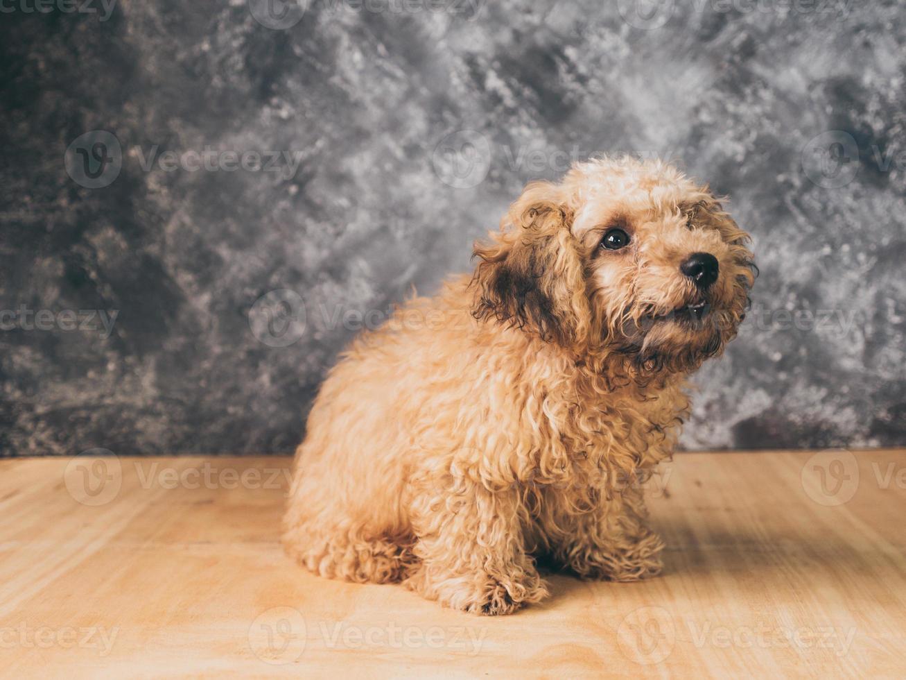 Small  poodle puppy on  grunge background. photo