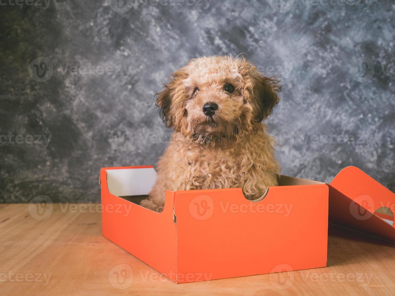 Small  poodle puppy is in a gift box on  grunge background. photo