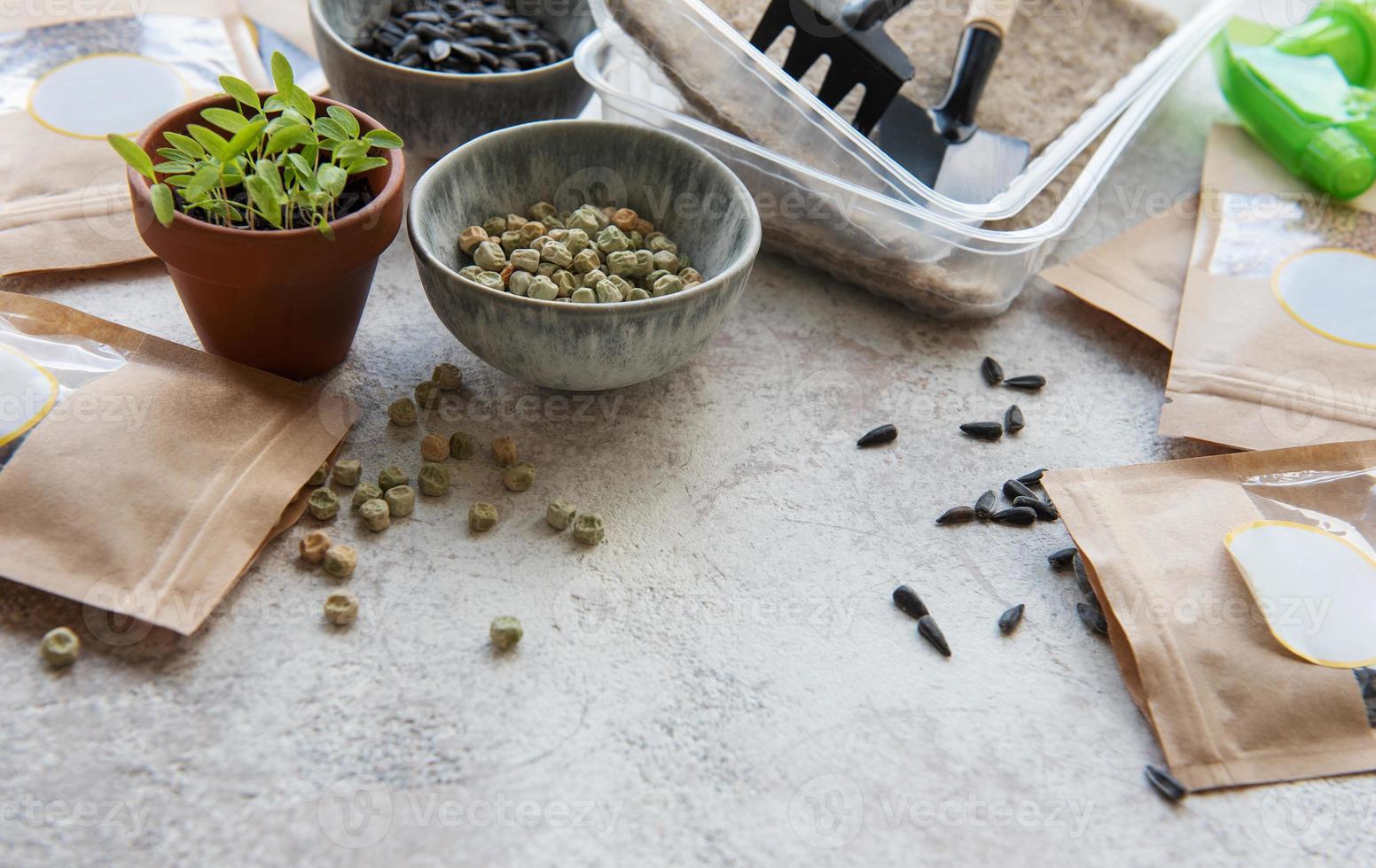 Microgreen seeds in paper bags and equipment for sowing microgreens. photo