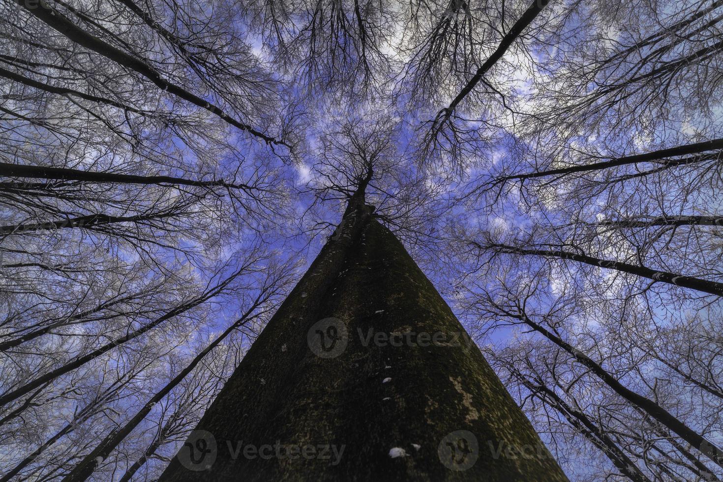 View of the winter crowns trees photo