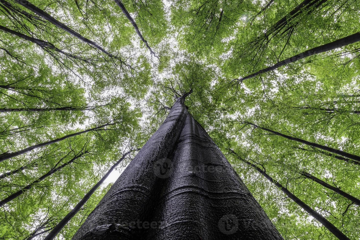 View of the spring crowns trees photo