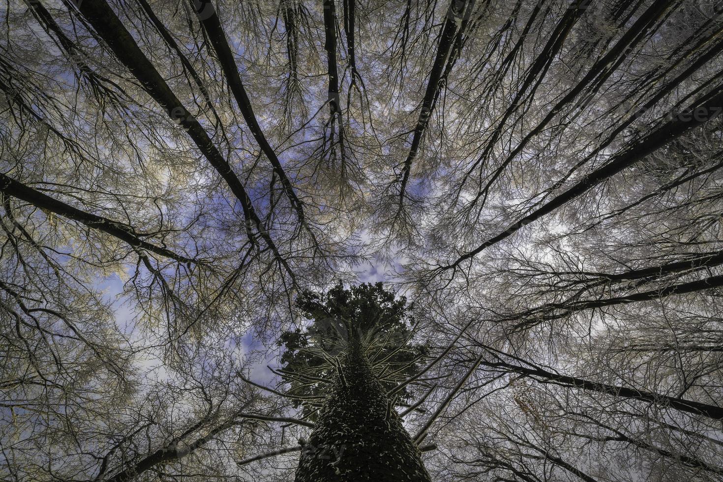 View into the crowns of winter trees photo
