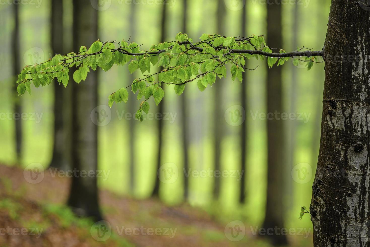 Spring beech branch photo