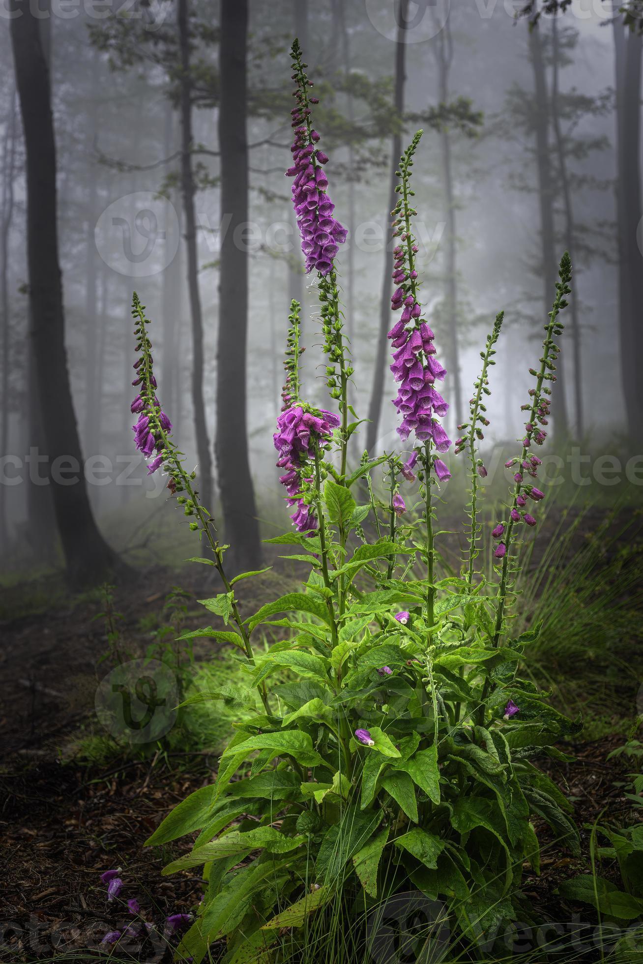 Flower Digitalis purpurea 10129907 Stock Photo at Vecteezy