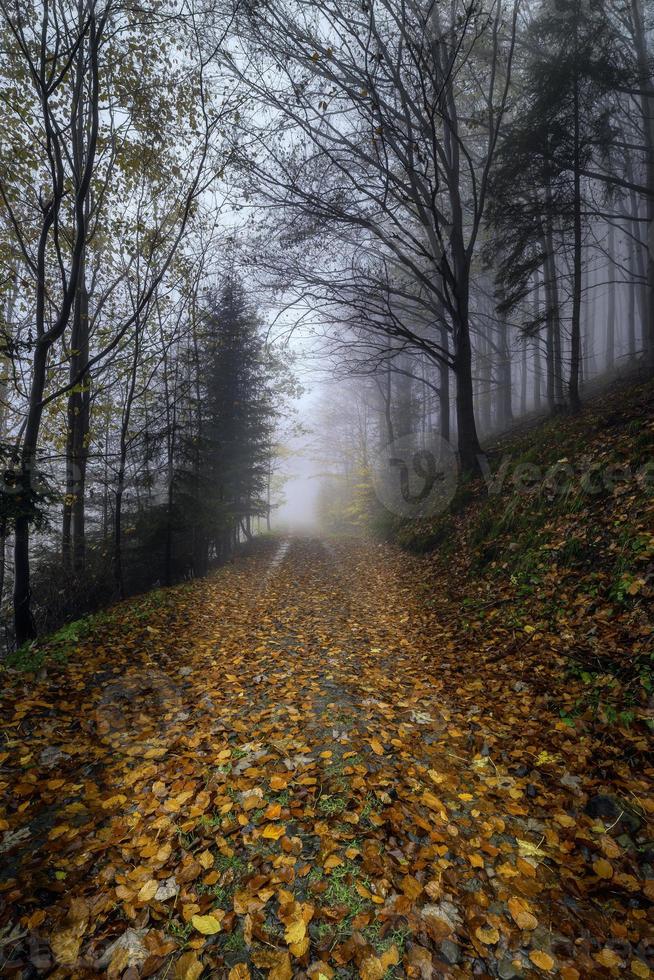 Autumn forest path photo