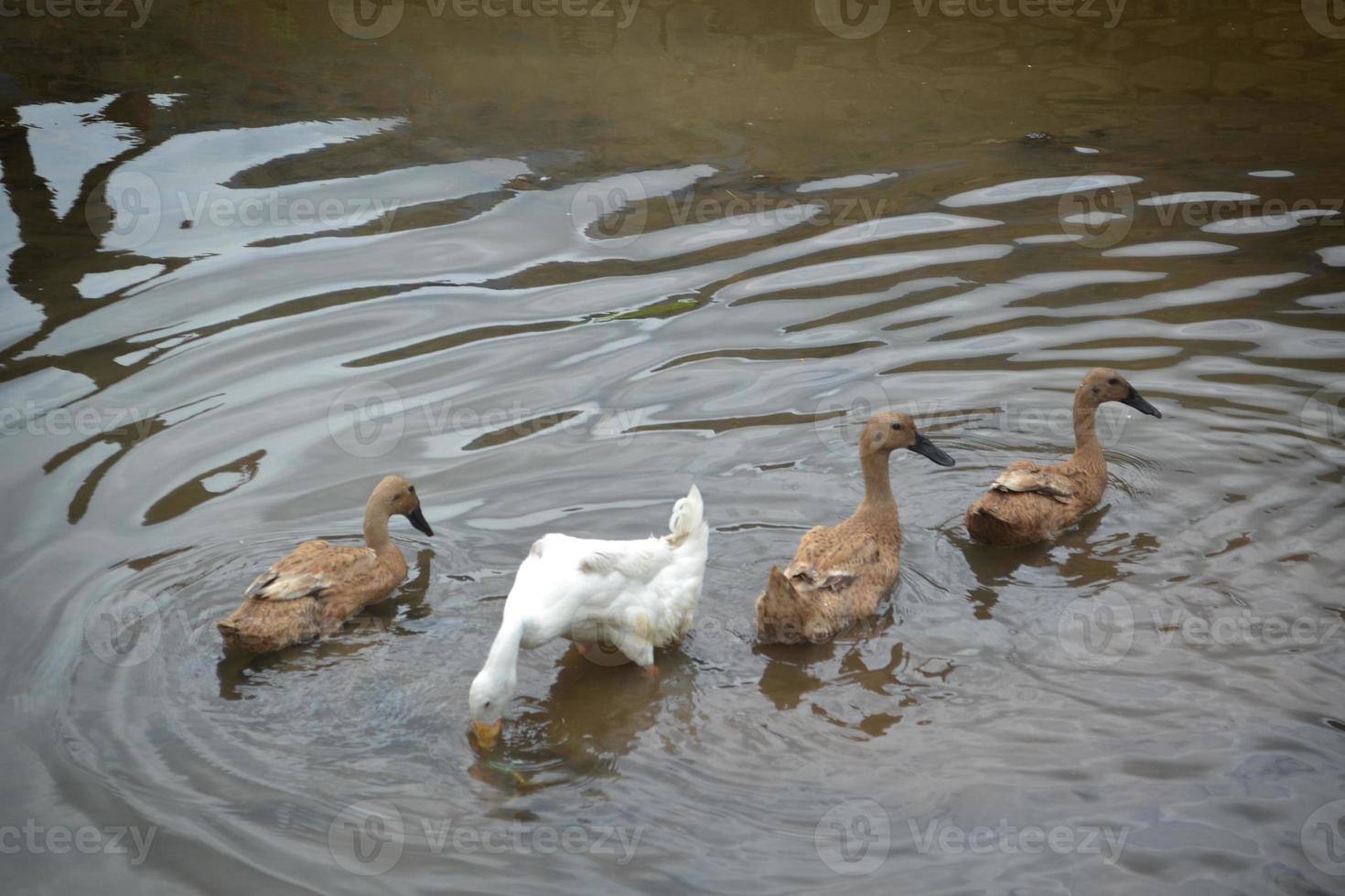 four downy ducks forage and swim in the river photo