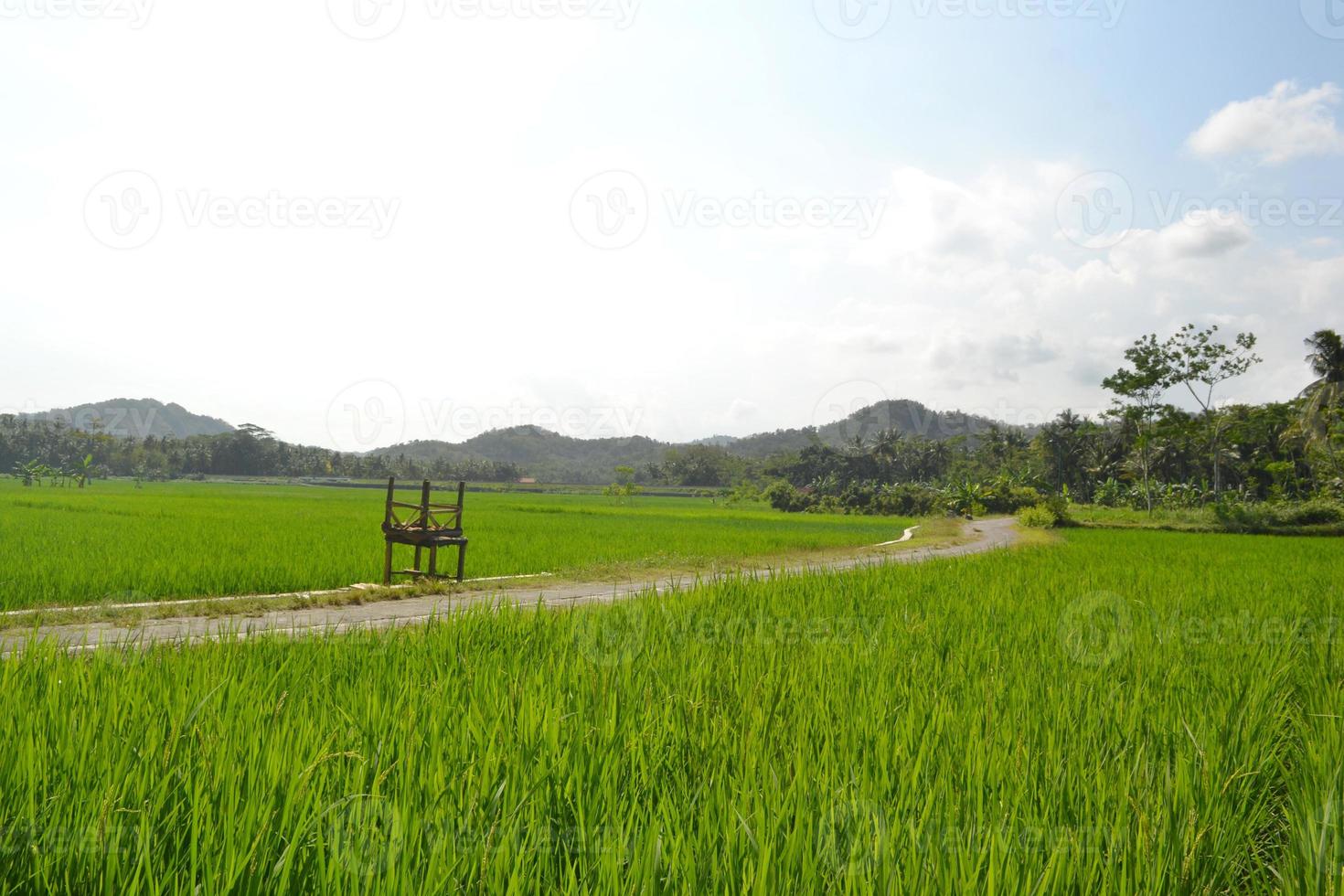 Rice Field View With Two Stacked Tables On The Middle Road Of The Rice Fields During The Day photo