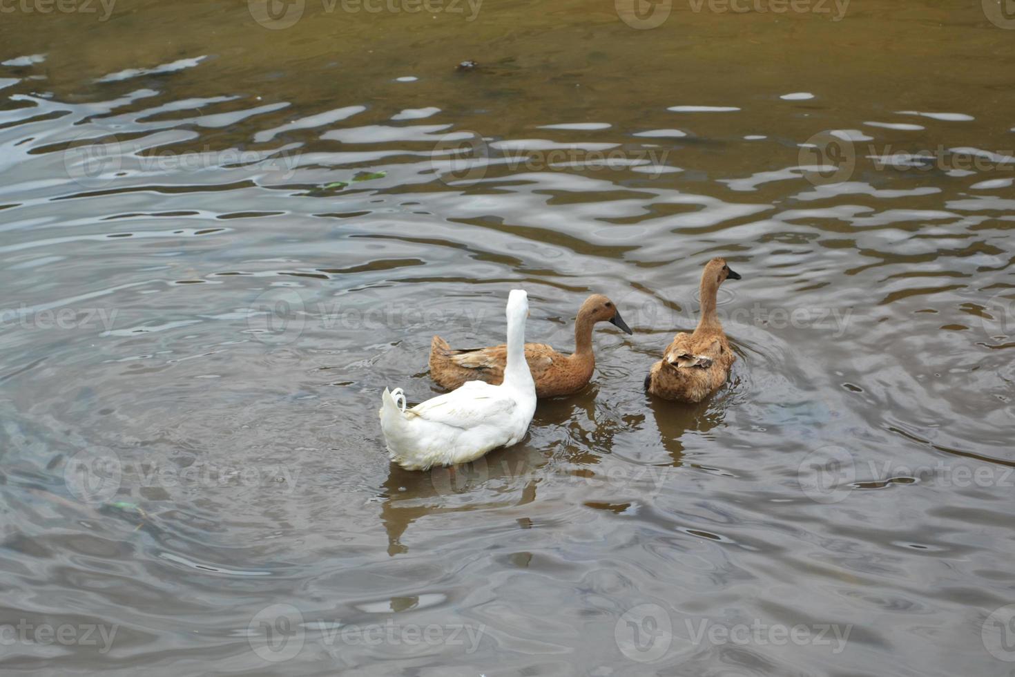 a duck with white fur and two ducks with brown hair in the pond photo