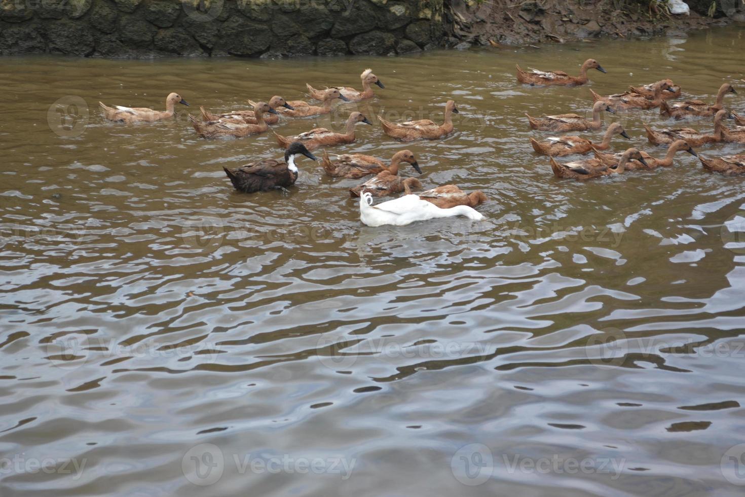 a flock of ducks swimming in the undulating water with copyspace photo