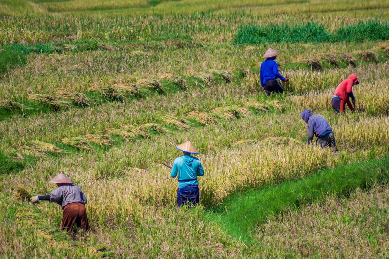 hermosa vista matutina en indonesia. vista panorámica de los campos de arroz con agricultores cosechando arroz foto