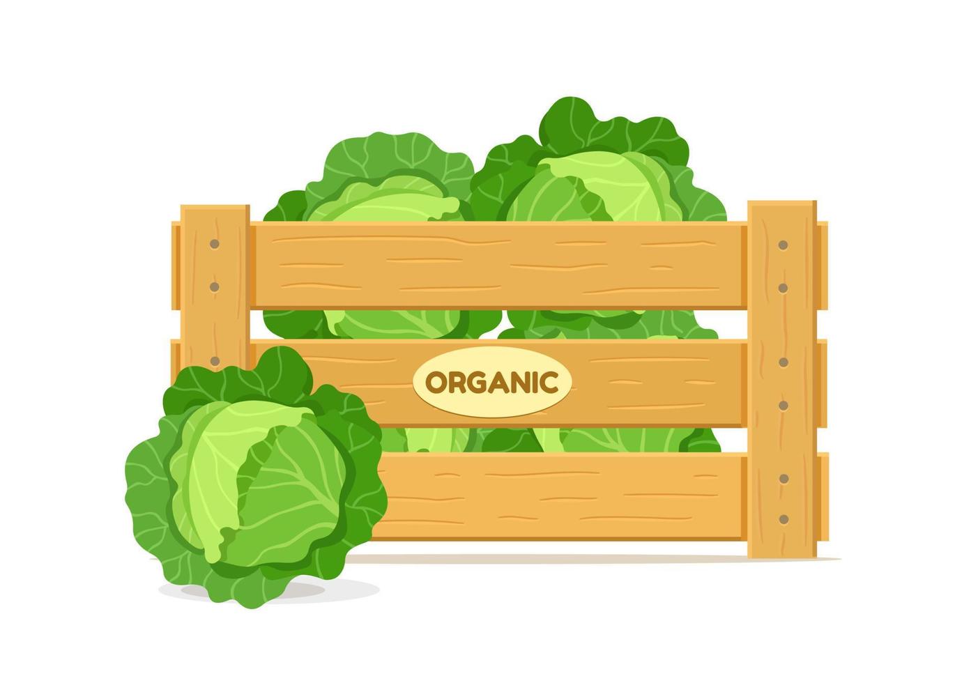 Wooden box with cabbage. Vegetable crate icon. Vector illustration isolated on white background.