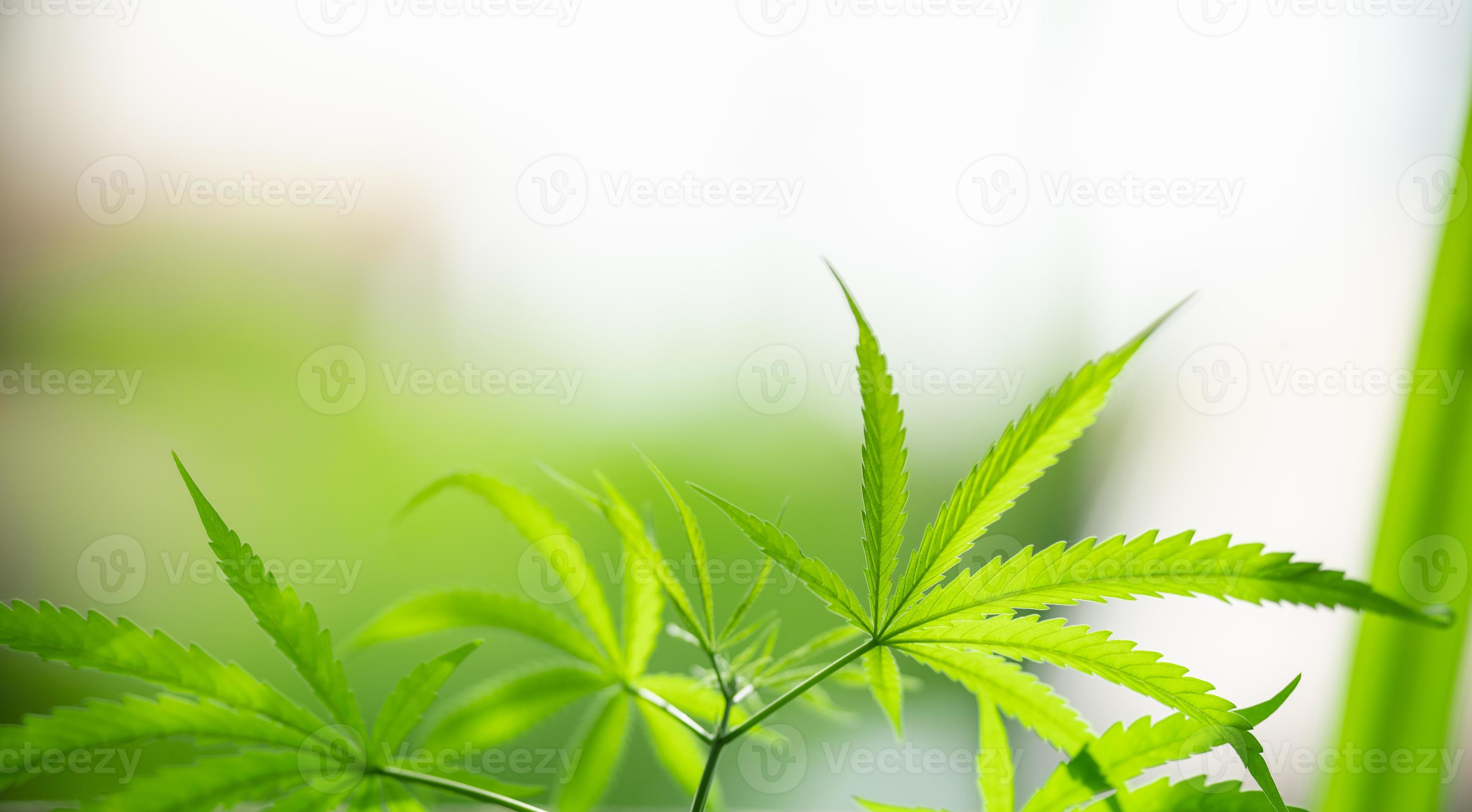 Trải nghiệm một tầm nhìn mới về cây thuốc phiện từ hình ảnh về Cannabis. Hình ảnh đầy màu sắc và độc đáo sẽ khiến bạn thấy cây thuốc phiện với một góc nhìn khác lạ và thú vị.