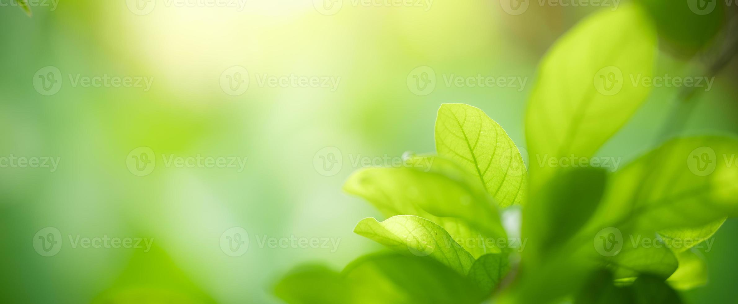 Closeup of beautiful nature view green leaf on blurred greenery background in garden with copy space using as background cover page concept. photo