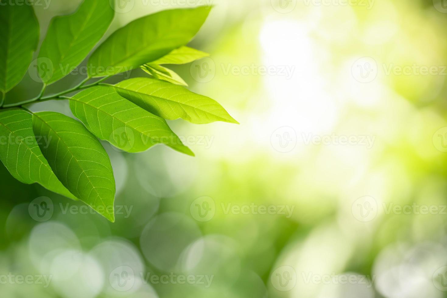 Primer plano de la hermosa vista de la naturaleza hoja verde sobre fondo verde borroso en el jardín con espacio de copia utilizando como concepto de página de papel tapiz de fondo.i foto