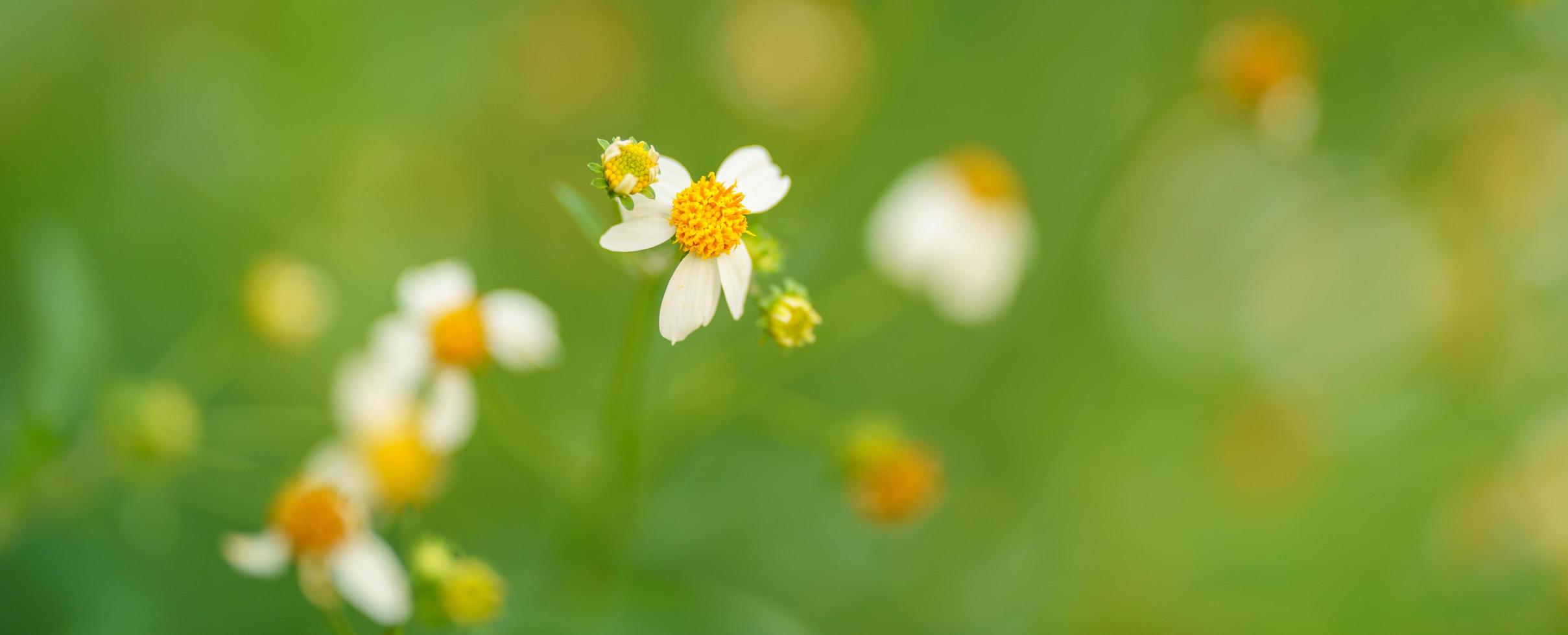 Closeup of grass white flower with yellow pollen under sunlight with copy space using as background natural plants landscape, ecology wallpaper cover page concept. photo