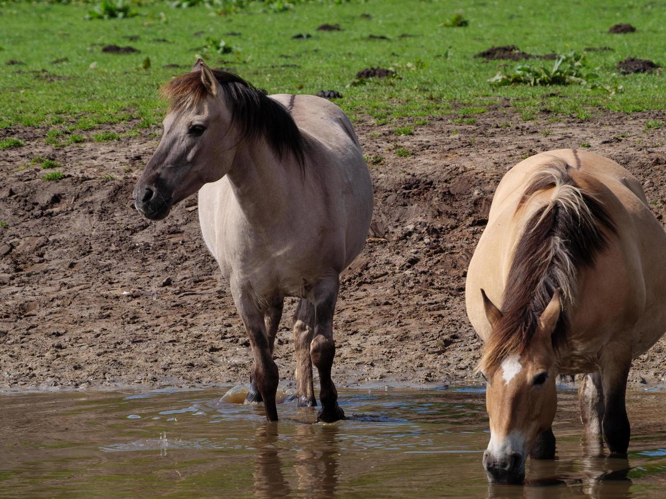 wild horses in westphalia photo