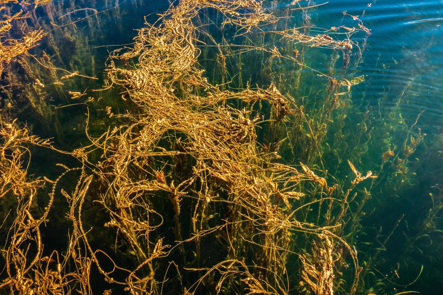 Sea grass forest photo