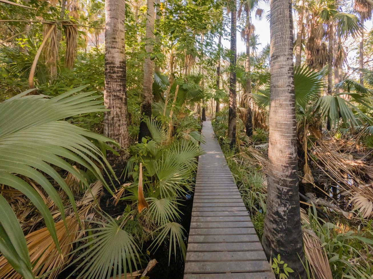 Boardwalk through tropical location photo