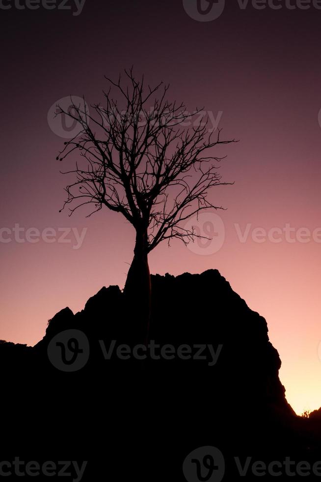 silueta de un árbol boab al atardecer foto