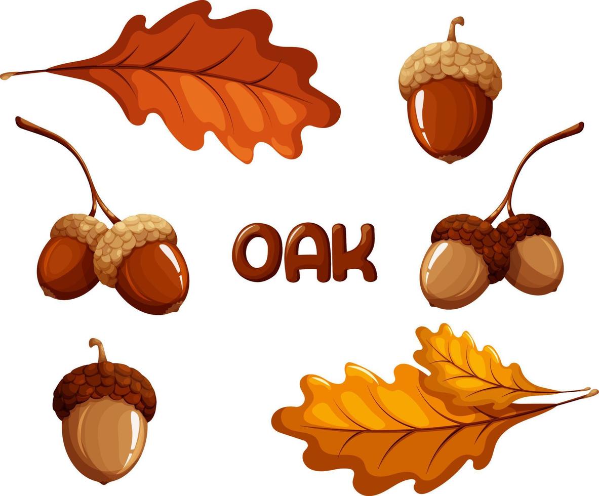 Set of acorns and oak leaves vector