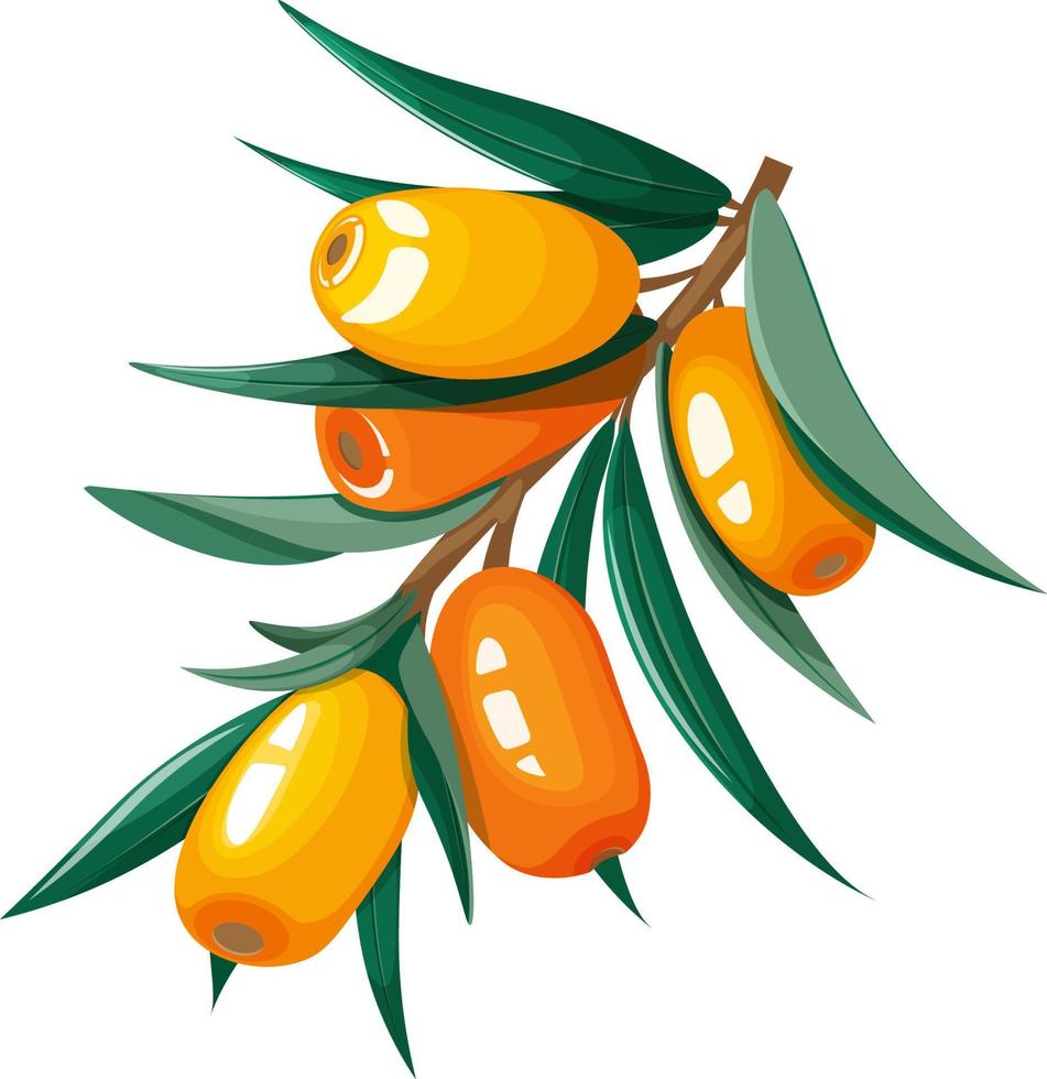 Branch of sea buckthorn or hippophae vector