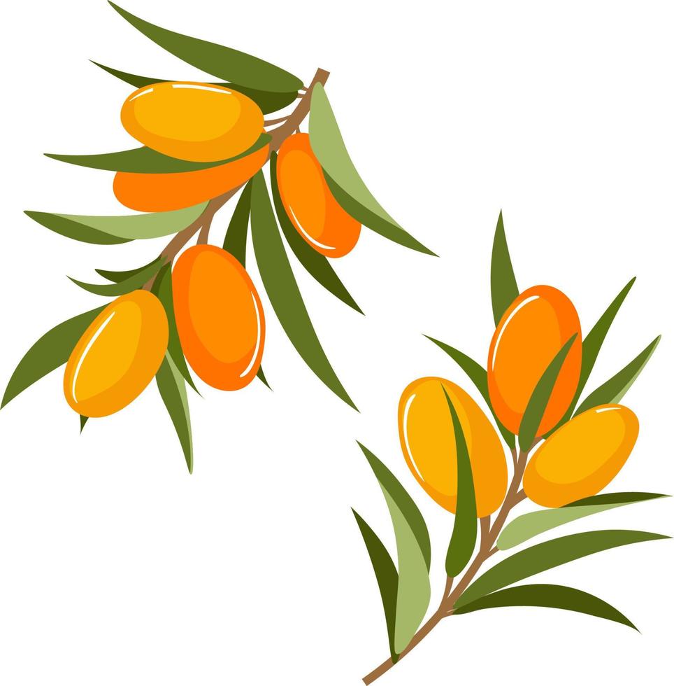 Branch of sea buckthorn or hippophae vector