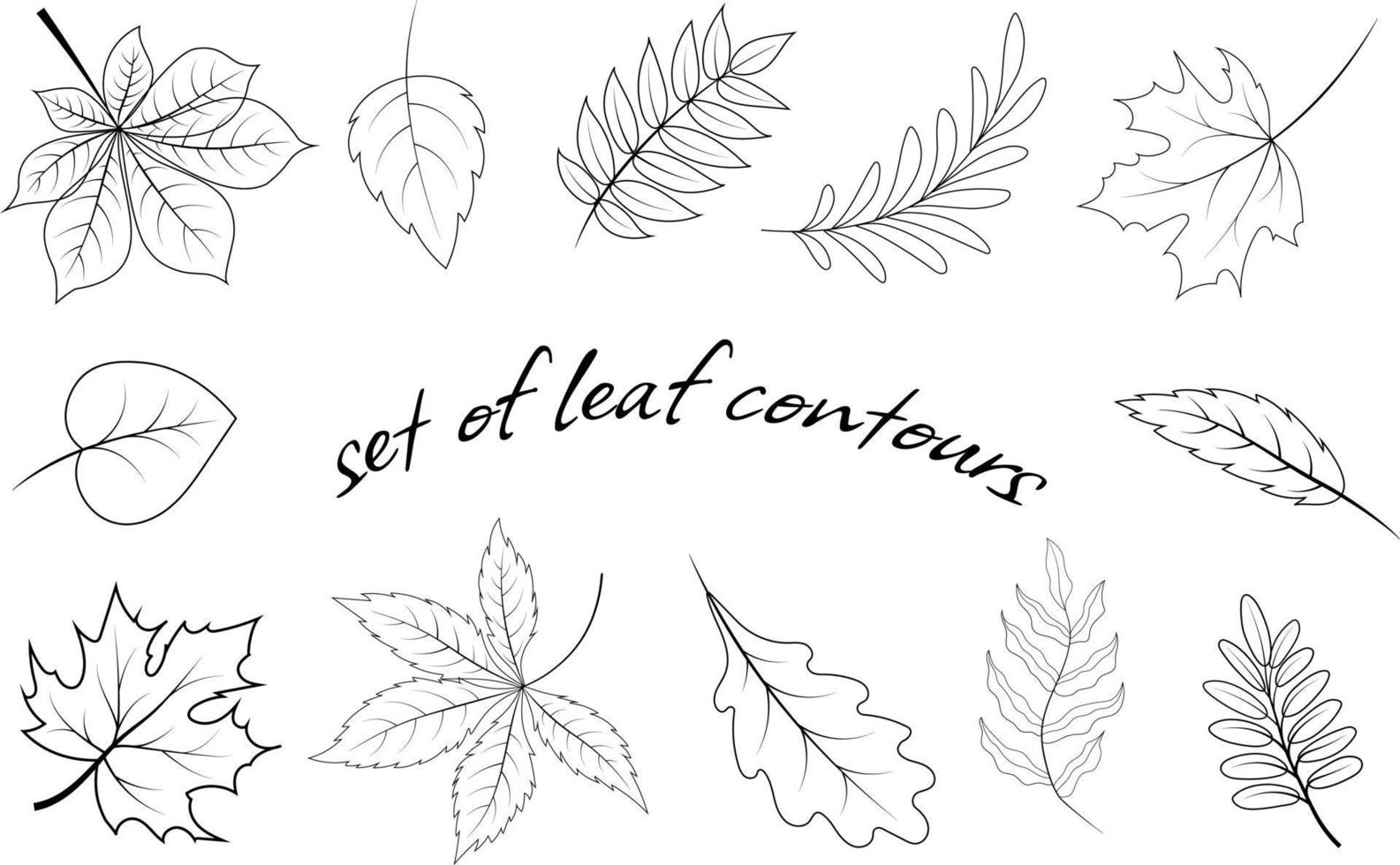 Set of leaf contours of various trees vector